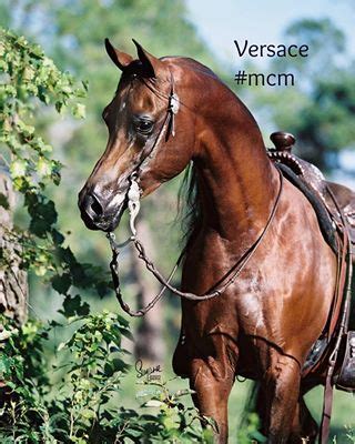 versace arabian stallion semen price|Versace horse breeder.